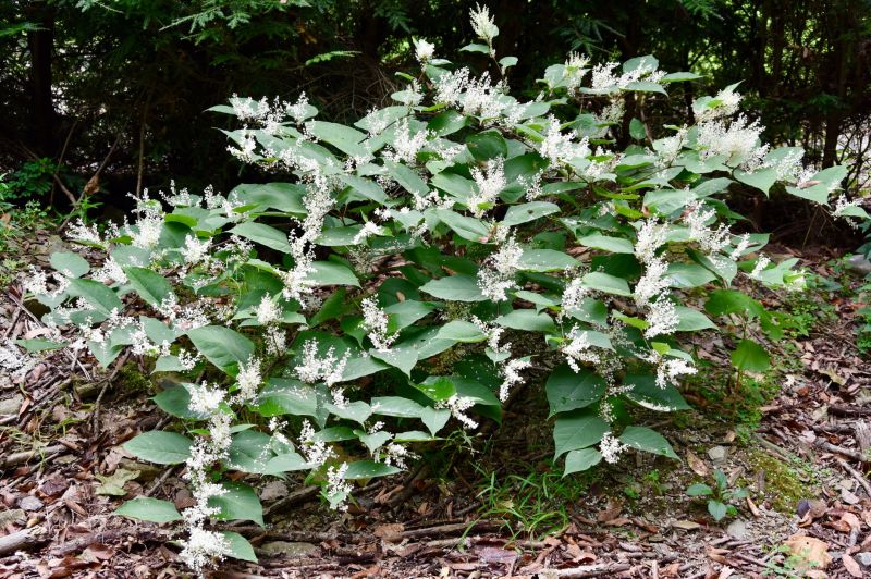 Invasive Knotweed Control
