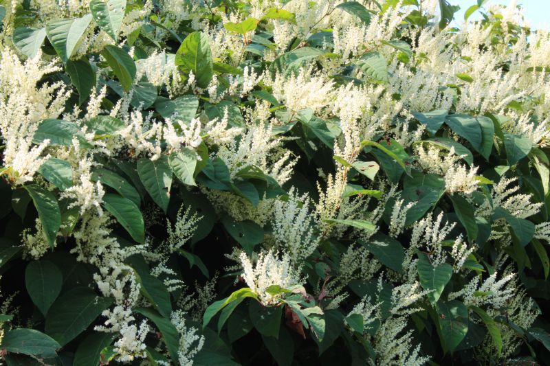 Invasive Knotweed Control