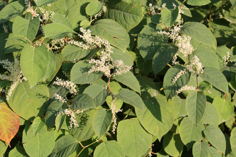 Invasive Knotweed Control