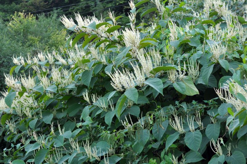Invasive Knotweed Control