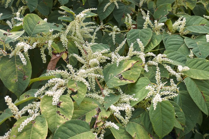 Invasive Knotweed Control